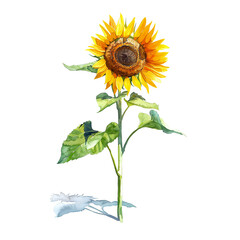 Fototapeta premium Watercolor illustration of sunflowers on white background