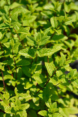 Moroccan mint leaves