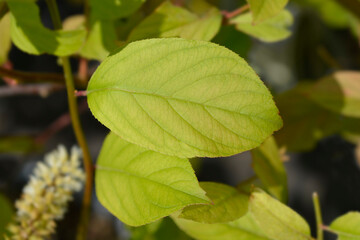 Virginia sweetspire Scentlove leaves