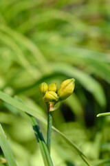 Daylily Siloam Grace Stamile flower buds