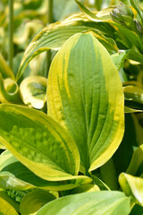 Hosta Moon Split leaves
