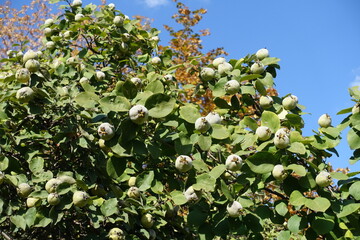 Azure blue sky and fruits in the leafage of quince in October