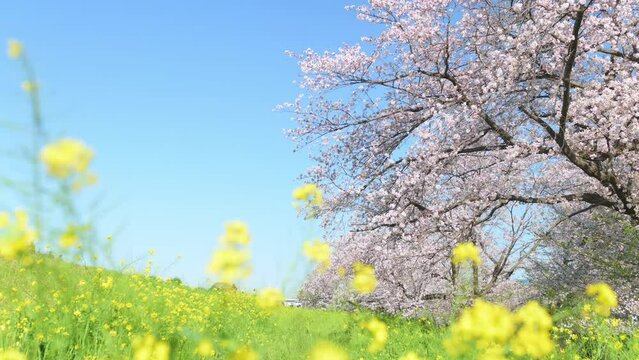 熊谷桜堤のソメイヨシノと菜の花