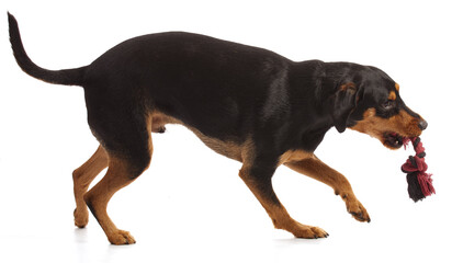  cute dog playing with a rope