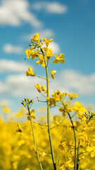 Obraz premium blooming rapeseed field in Munich