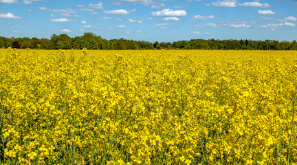 Obraz premium blooming rapeseed field in Munich. A forest edge in the background