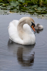 Swan (Cygnus olor) in a pond, her young next to her. She looks lovingly at the little cute fluffy cygnet, but also keeps a close eye on the surroundings. Reflections and circles around them