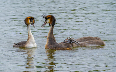 Great crested grebe family with nestlings in spring on lake