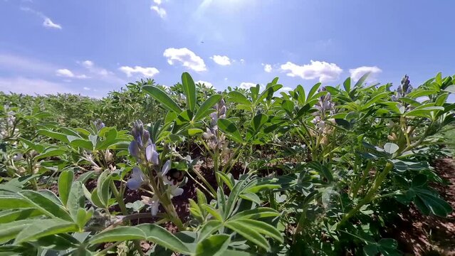Field bean in the field with bumle bee in summer - Legumes arable farming