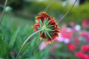 Common Gaillardia, Great Blanket Flower, Indian Blanketflower, Gaillardia aristata Or Gaillardia grandiflora 