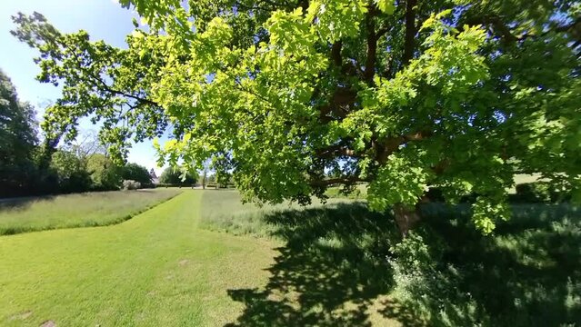 Unter einer alten Eiche im Sommer - Blick in die Baumkrone