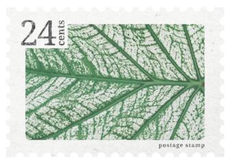 Postage stamp png, calathea leaf sticker, aesthetic collage element, transparent background