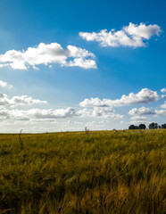 Sunny day over the golden field.