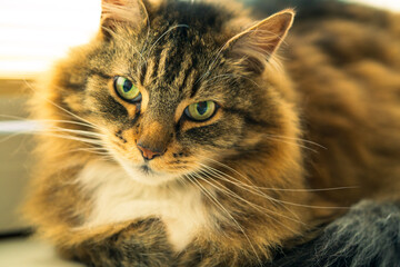 Naklejka premium Close-Up of Fluffy Cat with Green Eyes. Beautiful Long-Haired Cat with Intense Gaze