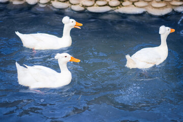 white goose on the water in a group