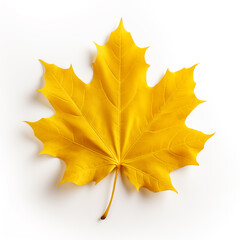 Colorful autumn maple leaf cut out