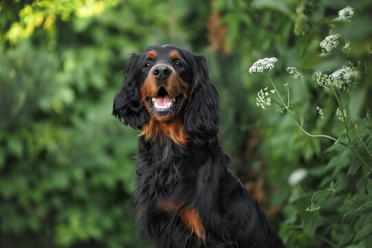 happy gordon setter dog posing outdoors in summer