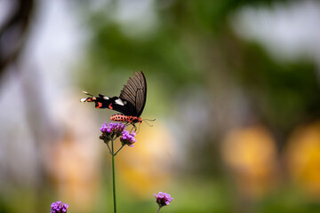 Close up photo of butterfly in flower field and blurred background.