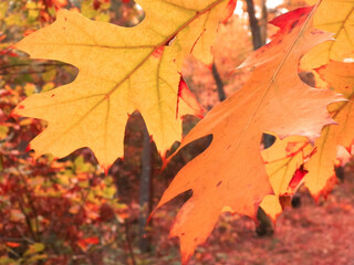 The fall is coming. Autumn leaves as nature background.