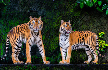 Two male and female tigers live together.