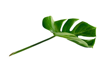 Split leaf philodendron, monstera plant element transparent png