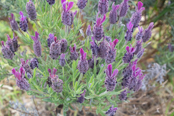 Purple lavender plant in a garden during summer