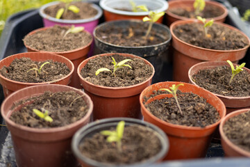 Growing tomato seedlings in different plastic reusable pots. Planting vegetables. Growing food near home. Planting and gardening concept.