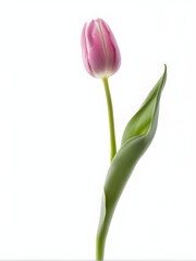 A pink tulip