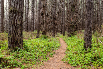 Narrow Forrest pathway