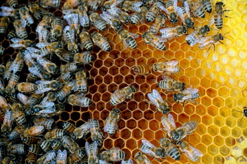 honey comb and a bee working,Close Up Of Bees On Honeycomb In Apiary