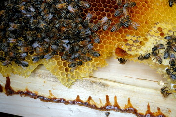 honey comb and a bee working,Close Up Of Bees On Honeycomb In Apiary