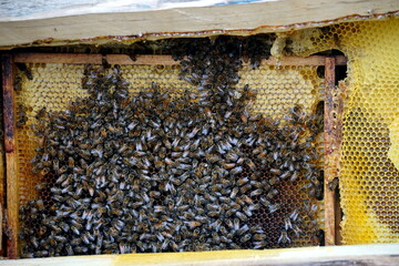 honey comb and a bee working,Close Up Of Bees On Honeycomb In Apiary