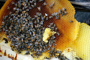 honey comb and a bee working,Close Up Of Bees On Honeycomb In Apiary