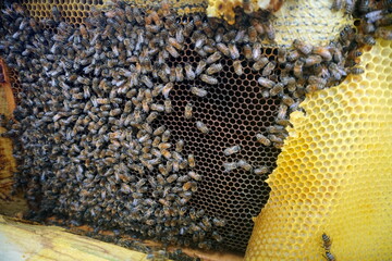 honey comb and a bee working,Close Up Of Bees On Honeycomb In Apiary