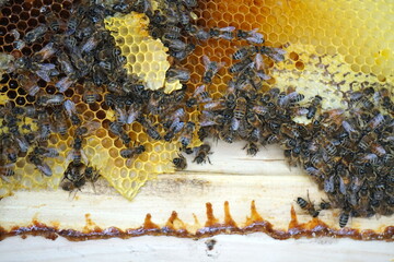 honey comb and a bee working,Close Up Of Bees On Honeycomb In Apiary