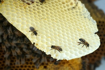 honey comb and a bee working,Close Up Of Bees On Honeycomb In Apiary