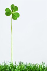 Isolated green grass with the clover leaf on white background,copy space. 