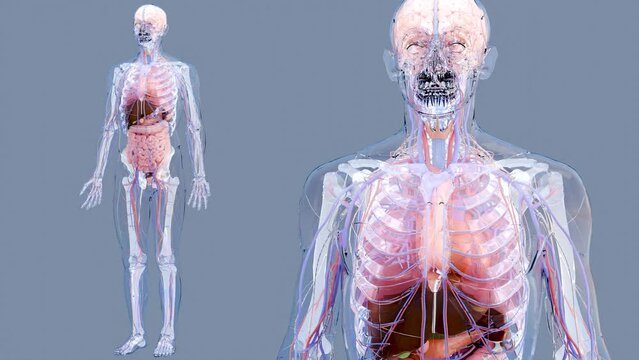 Human anatomy, internal organs and bones, loop animation, respiratory  and digestive and nervous venous circulatory system parts on grey background, intestine and stomach, male Skeleton, 3d render