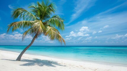 Lonely Palm Tree on Pristine Tropical Beach