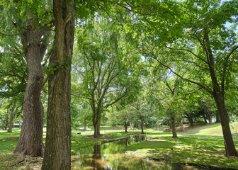 北海道大学キャンパス内の風景 / Scenery on the Hokkaido University campus