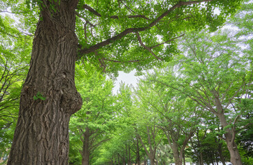 Fototapeta premium 夏の北海道大学のイチョウ並木 / Ginkgo Biloba Trees at Hokkaido University in Summer