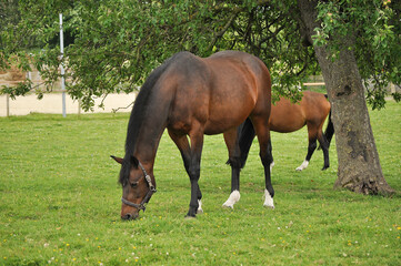 beautiful horse grazing on green grass.