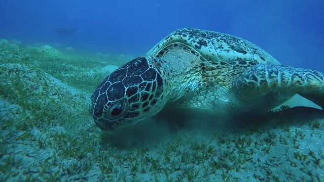 Slow motion, Sea turtle eating green sea grass on on hilly sand sebed, front side. Close-up of Great Green Sea Turtle (Chelonia mydas)
