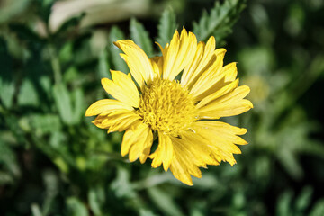 Common Gaillardia, Great Blanket Flower, Indian Blanketflower, Gaillardia aristata Or Gaillardia grandiflora 