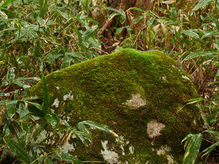 初夏の雨の日の国立公園上高地の湿地の風景