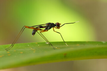 A micropezidae fly perched on a leaf, macro, close up, insect, wildlife.