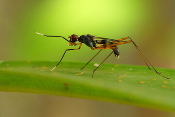 A micropezidae fly perched on a leaf, macro, close up, insect, wildlife.
