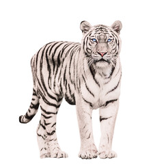 Glittery tiger png, surreal sticker, animal on transparent background