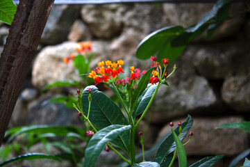 Asclepias curassavica, Tropical Milkweed, Bloodflower, Scarlet Milkweed, Mexican Butterfly Weed, and Silkweed.