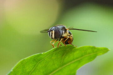 A Flower Fly (eristalinus) perched on a leaf, macro, close up, insect, wildlife.
